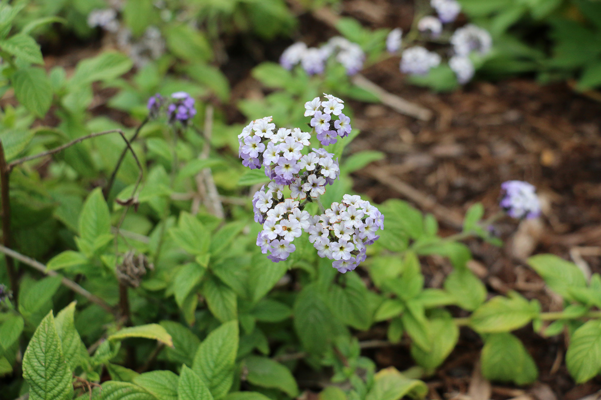 Heliotropium arborescens (2).jpg